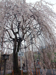20100402_773shuusei.jpg