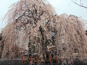 20100402_788shuusei.jpg