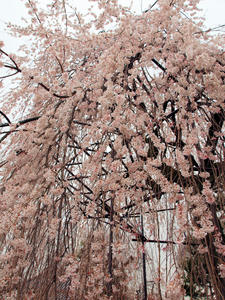 20100402_780shuusei.jpg