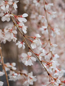 20100402_779shuusei.jpg