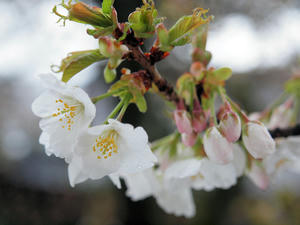 20100402_810shuusei.jpg