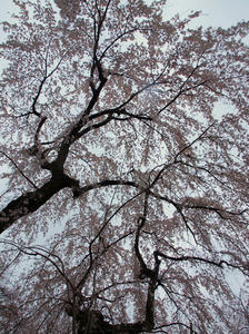 20100402_827shuusei.jpg