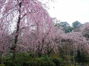 20100402_878shuusei.jpg