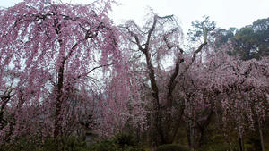 20100402_887shuusei.jpg