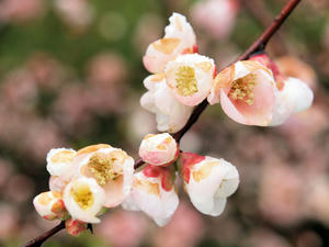 20100402_913shuusei.jpg
