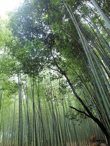 20100402_914shuusei.jpg