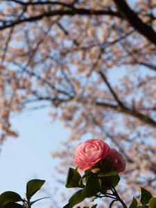 20100408_342shuusei.jpg