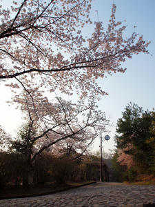 20100408_367shuusei.jpg