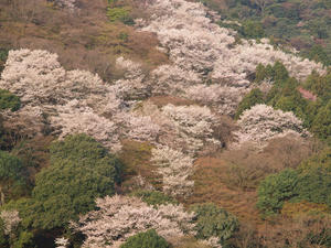 20100408_378shuusei.jpg