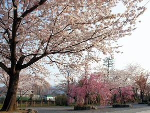 20100408_435shuusei.jpg