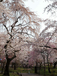 20100408_451shuusei.jpg