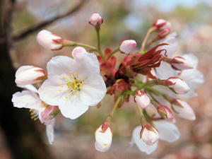 20100408_457shuusei.jpg