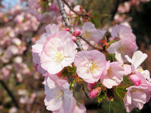 20100408_473shuusei.jpg