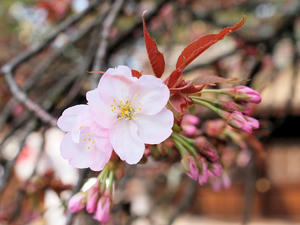 20100408_475shuusei.jpg