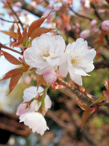 20100408_478shuusei.jpg