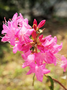 20100408_575shuusei.jpg