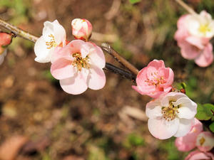 20100408_576shuusei.jpg
