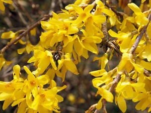 20100408_577shuusei.jpg