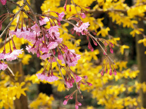 20100408_578shuusei.jpg