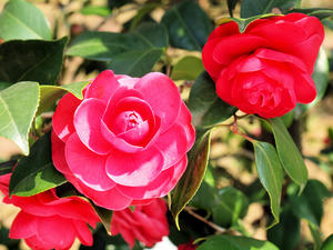 20100408_643shuusei.jpg