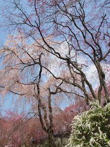 20100408_589shuusei.jpg