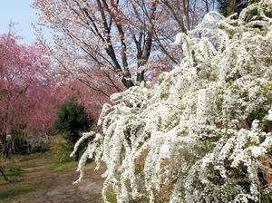 20100408_660shuusei.jpg