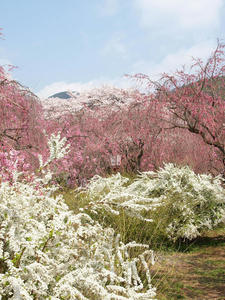 20100408_647shuusei.jpg