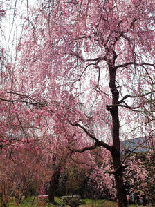 20100408_622shuusei.jpg