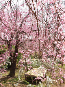 20100408_603shuusei.jpg