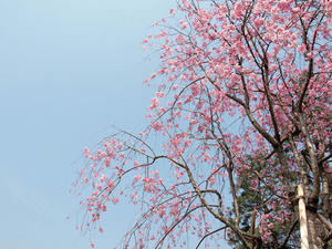 20100408_670shuusei.jpg