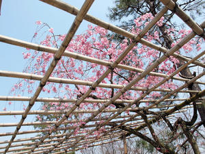20100408_673shuusei.jpg