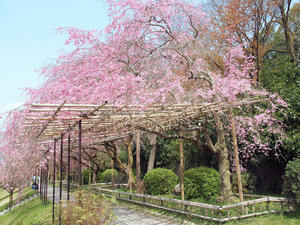 20100408_688shuusei.jpg