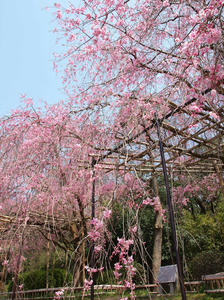 20100408_697shuusei.jpg