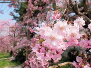 20100408_743shuusei.jpg