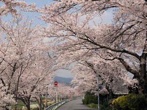 20100408_761shuusei.jpg