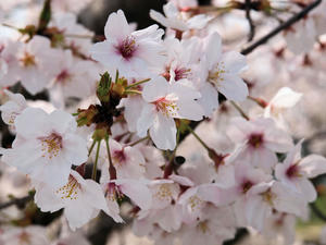 20100408_752shuusei.jpg