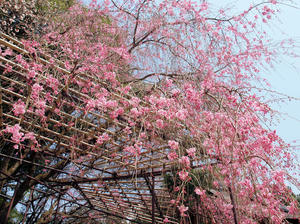 20100408_790shuusei.jpg