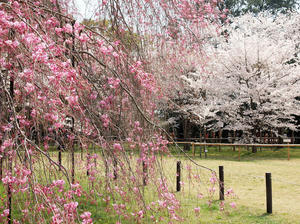 20100408_780shuusei.jpg