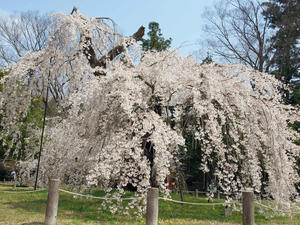 20100408_778shuusei.jpg