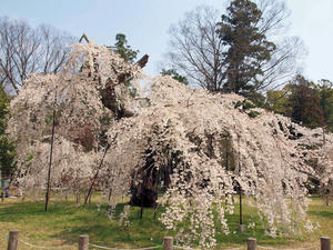 20100408_772shuusei.jpg