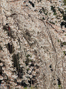 20100408_771shuusei.jpg