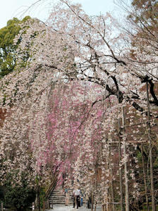 20100408_35shuusei.jpg