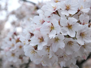 20100408_162shuusei.jpg