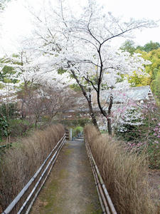 20100408_220shuusei.jpg