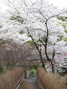 20100408_244shuusei.jpg
