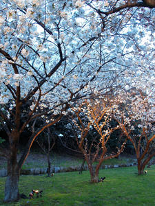 20100408_266shuusei.jpg