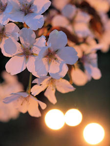 20100408_274shuusei.jpg
