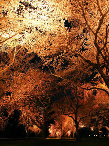 20100408_294shuusei.jpg