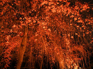 20100408_301shuusei.jpg