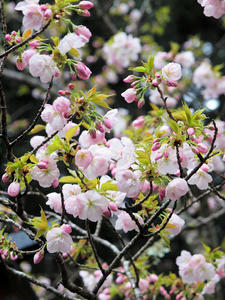 20100408_1138shuusei.jpg